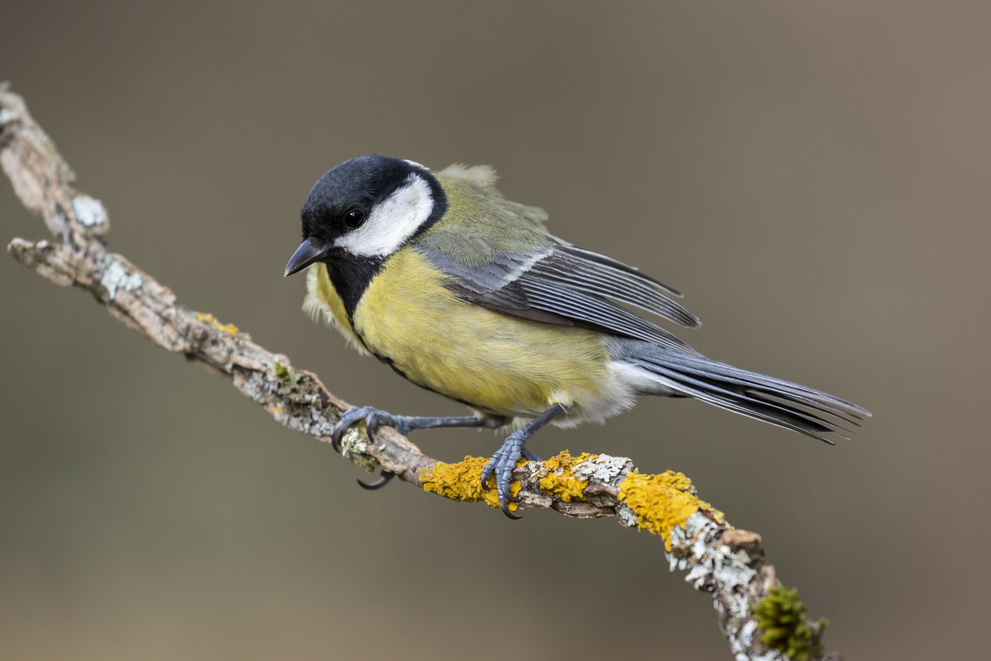 Mésange